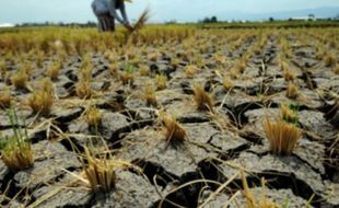 Apes! Harga Gabah sedang Tinggi, Petani di Bolopleret Klaten Malah Gagal Panen