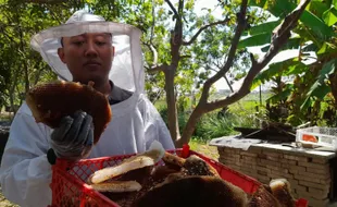 Jatuh Bangun Guru Boyolali Budidayakan Lebah Madu Jawa Langganan pada Jenderal