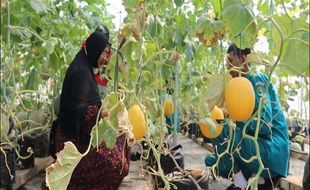 Keren! SMK di Ungaran Kembangkan Melon Jenis Premium