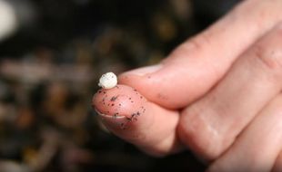 Ngeri, Mikroplastik yang Toxic Cemari Laut dan Sungai di Indonesia