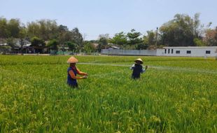 Derita Petani Sambi Boyolali: Panen Berkurang, Padi juga Diserang Burung Pipit