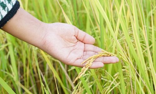 Panen Raya Padi 2024 Diprediksi Mundur Akibat El Nino