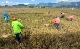 Harga Gabah Melambung Tinggi, Petani di Wonogiri Tetap Tak Dapat Untung Banyak