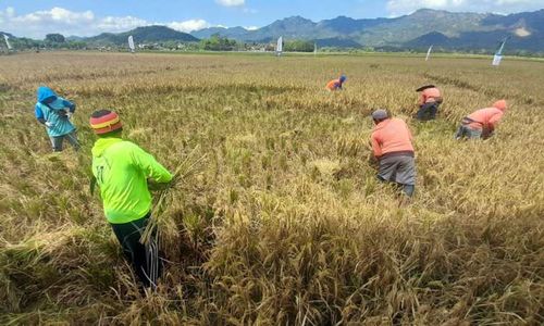 Wonogiri Mantap! Kemarau Panjang Elnino, Hasil Panen Padi Tetap Surplus