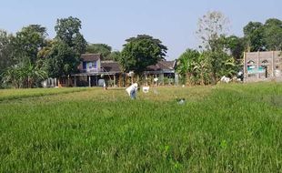 Sawah Diserang Tikus, Petani Bolopleret Klaten Berharap Dapat Klaim Asuransi