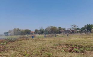 Jadi Biang Sedimentasi, Eceng Gondok di Waduk Cengklik Boyolali Dibabat Habis