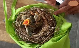 Berburu Burung di Kawasan Terlarang Lereng Merapi Klaten, 2 Orang Ditangkap