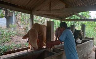 Musim Kemarau, Ampas Singkong Jadi Solusi Pakan Ternak di Semarang