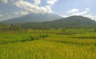 Hama Tikus Merajalela, 2 Tahun Petani Sidorejo Ngawi Tak Bisa Panen Maksimal