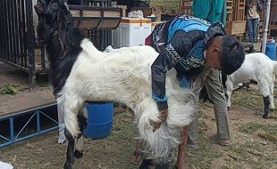 Wow! Ada Kambing Puluhan Juta hingga Seharga Mobil Ikut Kontes di Tawangmangu