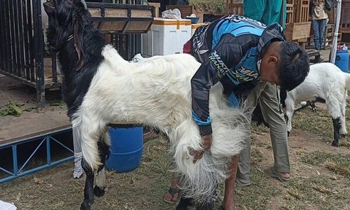 Wow! Ada Kambing Puluhan Juta hingga Seharga Mobil Ikut Kontes di Tawangmangu