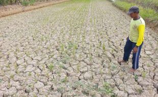 Waduh! Petani 2 Desa di Bayat Klaten Terancam Gagal Panen gegara Irigasi Macet