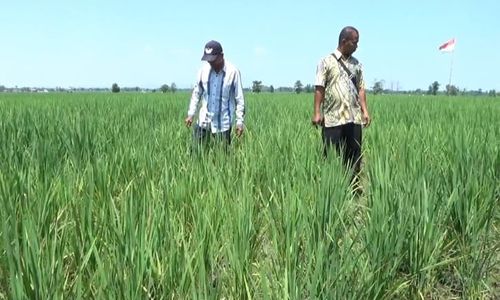 Waduk Pondok Mengering, Petani di Desa Sambiroto Ngawi Dihantui Gagal Panen