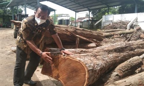 Langka & Mahal,Pohon Sonokeling di Tepi Jalan Tulungagung Bakal Jadi Sumber PAD