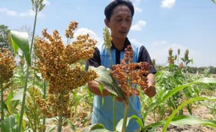 Melihat Budi Daya Sorgum di Wuryantoro Wonogiri, Penyelamat Petani saat Kemarau