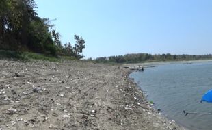 Waduk Pondok Mengering, Ribuan Hektare Sawah di Ngawi Terancam Gagal Panen