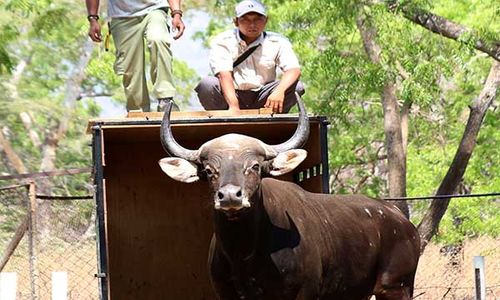 Cegah Kepunahan, TN Baluran Situbondo Tambah Indukan Jantan Banteng Jawa