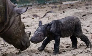 Kelahiran Bayi Badak Sumatra di Suaka Rhino Taman Nasional Way Kambas Lampung