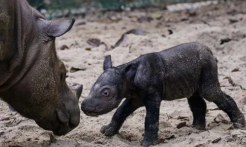 Kelahiran Bayi Badak Sumatra di Suaka Rhino Taman Nasional Way Kambas Lampung