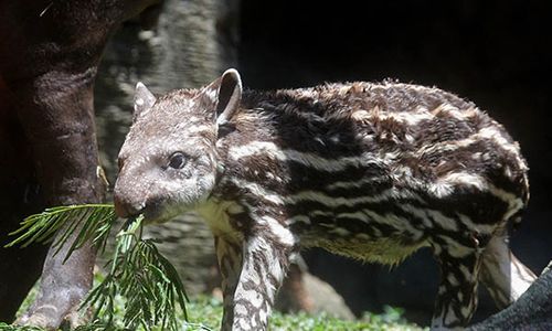 Tambah Koleksi, Seekor Bayi Tapir Brasil Lahir di Batu Secret Zoo Jatim