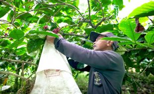 Mengenal Desa BRILian Trawas Mojokerto, UMKM Bergeliat Berkat Kopi dan Jamur