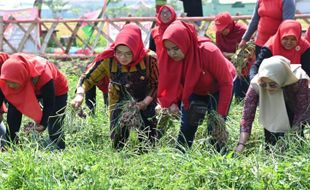 Kadilangu Panen Perdana Bawang Merah, Bupati Sukoharjo Harap Ada Dampak Ekonomi