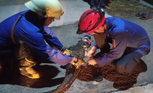 Tengah Malam! Damkar Sukoharjo Tangkap 1 Buaya yang Resahkan Warga Bendosari