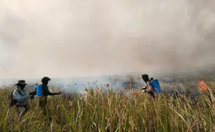 Taman Nasional Way Kambas Diduga Dibakar Pemburu Liar, Ini Langkah Pemerintah