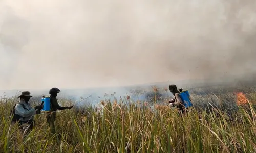 Taman Nasional Way Kambas Diduga Dibakar Pemburu Liar, Ini Langkah Pemerintah