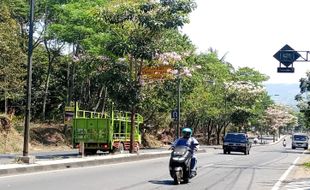 Mirip Suasana di Jepang, Bunga Tabebuya Mekar Bareng di Sepanjang JLS Salatiga