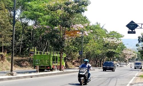 Mirip Suasana di Jepang, Bunga Tabebuya Mekar Bareng di Sepanjang JLS Salatiga