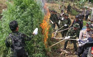 BNN Musnahkan Ladang Ganja Seluas 4 Hektare di Aceh Utara