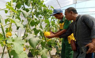 Panen Melon Premium, SMKN 1 Bawen Semarang Ajak Siswa Tak Ragu Berwirausaha