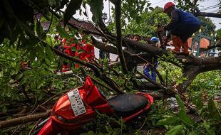 Hujan dan Angin Kencang di Solo, Dua Motor Tertimpa Pohon Tumbang