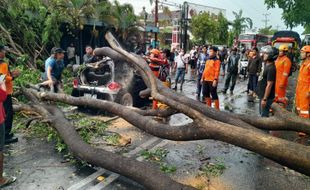 Hujan & Angin Kencang Terjang Sukoharjo, BPBD Imbau Pangkas Pohon Rawan Tumbang