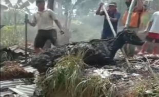 Kandang Ternak di Lambanggelun Pekalongan Terbakar, 2 Sapi Mati Terpanggang