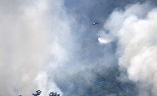 Kebakaran Hutan Ancam Eksistensi Flora dan Satwa Liar di Gunung Lawu