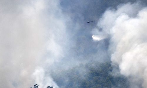 Kebakaran Hutan Ancam Eksistensi Flora dan Satwa Liar di Gunung Lawu