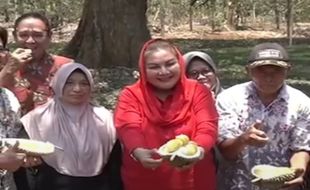 Wali Kota Semarang Mbak Ita Panen Durian di Kandri, Usia Pohon Induk 200 Tahun