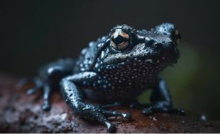 Arti Mimpi Katak Hitam Membawa Tanda untuk tetap Waspada