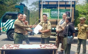 Pejantan Unggul, Banteng Jawa Bernama Dimas Dipindah ke Taman Nasional Baluran