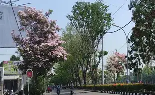 Indah! Bunga Tabebuya Bikin Kota Semarang Seperti di Jepang