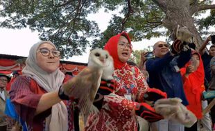 Kendalikan Tikus, JSN Sebar 40 Ekor Burung Hantu di 5 Kecamatan di Sragen