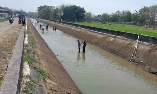 Saluran Irigasi Colo Barat Dikeringkan, Warga Wonogiri Ramai-Ramai Tangkap Ikan