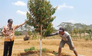 Manfaatkan Dana Desa, Jatimarto Wonogiri Wujudkan Mimpi Jadi Sentra Durian