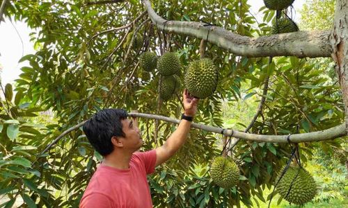 Fantastis! Harga Durian di Sragen Sampai Rp1,2 Juta/buah