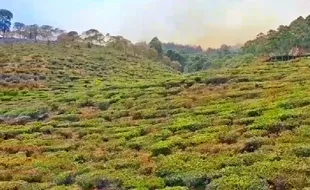 Kebakaran Hutan di Gunung Lawu Merembet ke Tempat Wisata Kebun Teh Jamus Ngawi