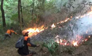 Kebakaran Hutan Gunung Lawu Merembet ke Bawah Pos 5