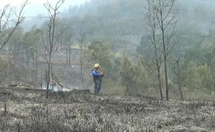 Begini Kondisi Lahan & Hutan di Gunung Lawu Setelah Terbakar