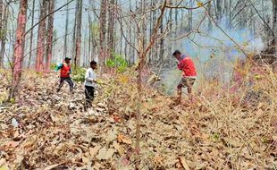 Sedih! Total 160 Hektare Hutan Perhutani Terbakar selama Kemarau di Klaten